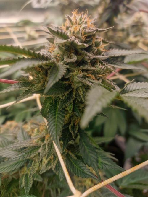 🔗AWARENESS🔗. Week 16