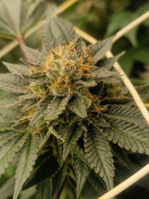 🔗AWARENESS🔗. Week 16