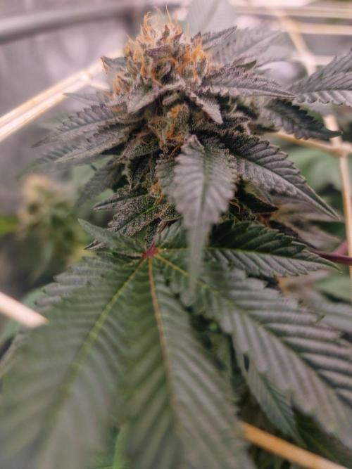 🔗AWARENESS🔗. Week 16