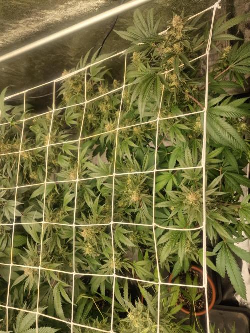 🔗AWARENESS🔗. Week 16