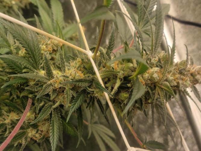 🔗AWARENESS🔗. Week 16