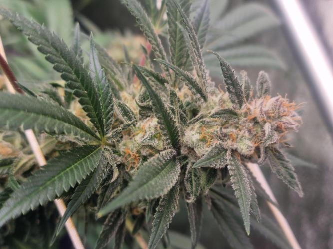 🔗AWARENESS🔗. Week 16