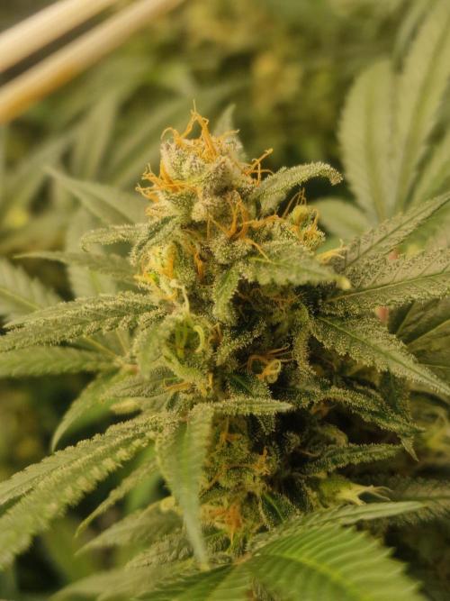 🔗AWARENESS🔗. Week 16