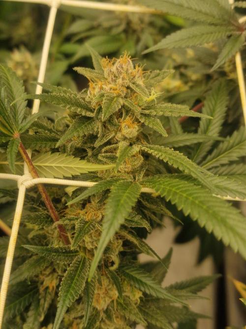 🔗AWARENESS🔗. Week 16