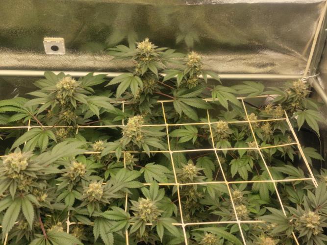 🔗AWARENESS🔗. Week 16