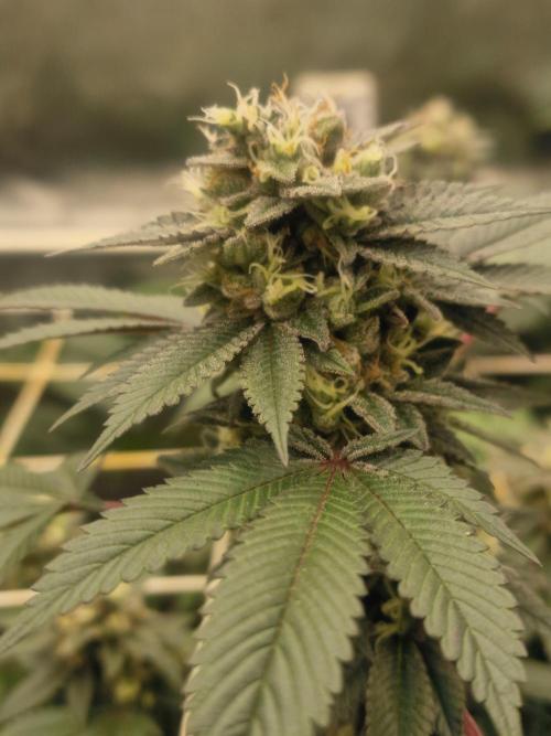 🔗AWARENESS🔗. Week 16