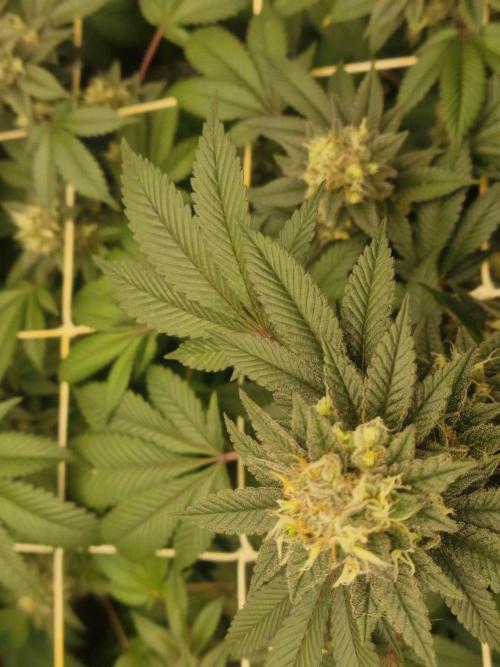 🔗AWARENESS🔗. Week 16