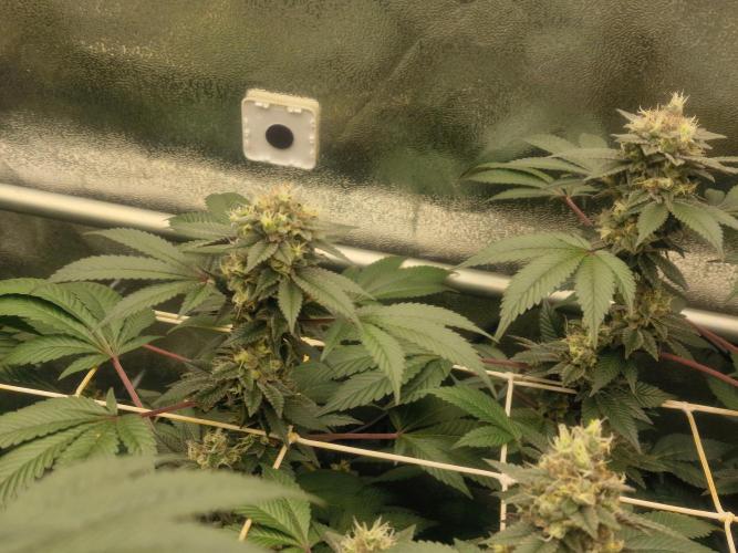 🔗AWARENESS🔗. Week 16