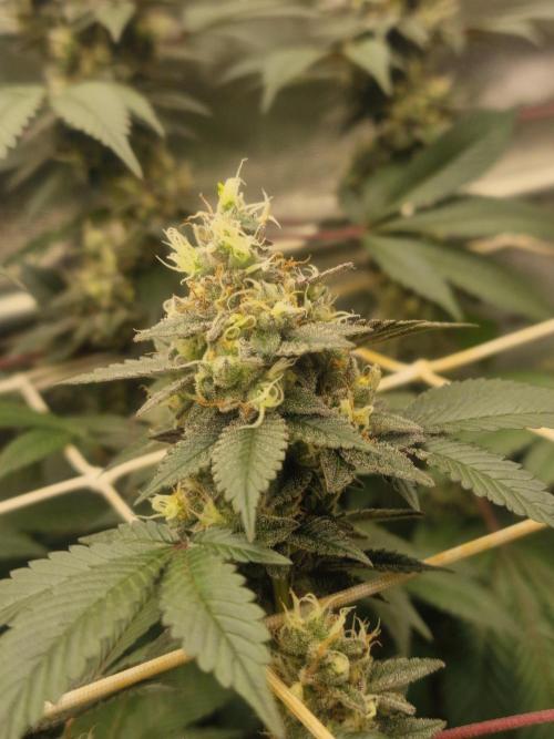 🔗AWARENESS🔗. Week 16