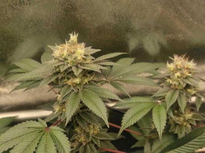 🔗AWARENESS🔗. Week 16