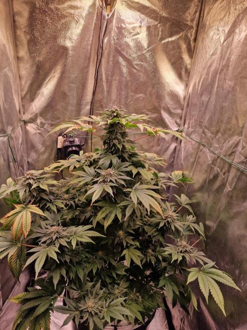 🍌PLÁTANITO🍌. Week 15