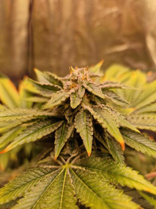 🍌PLÁTANITO🍌. Week 15