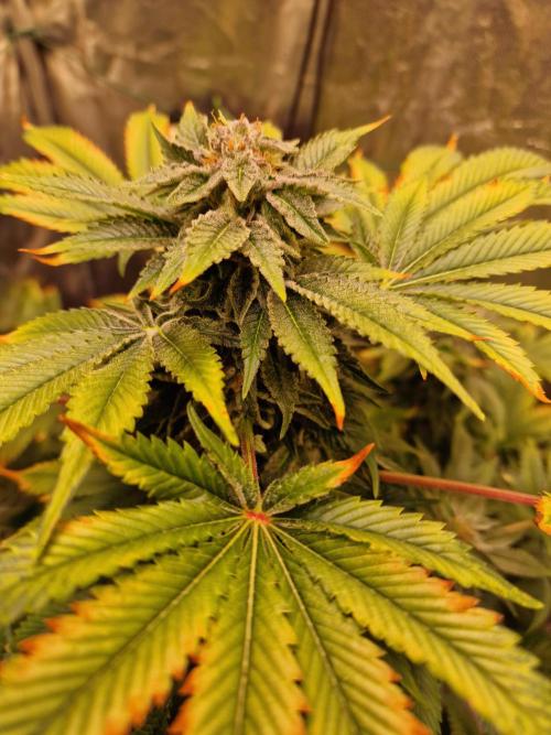 🍌PLÁTANITO🍌. Week 15