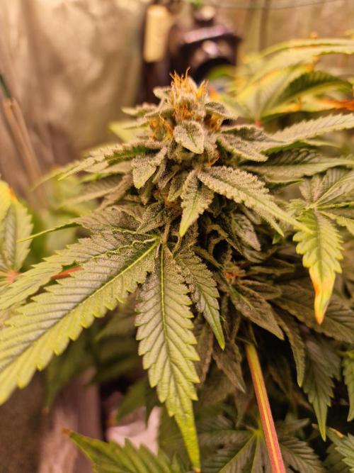 🍌PLÁTANITO🍌. Week 15