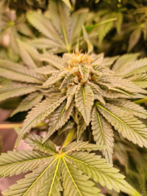 🍌PLÁTANITO🍌. Week 15