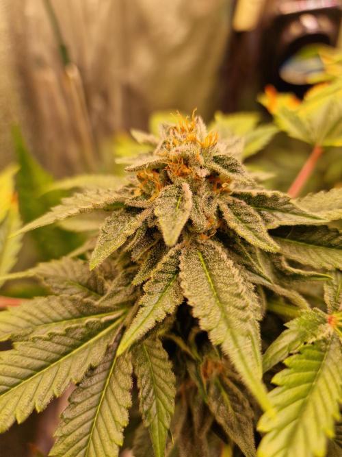 🍌PLÁTANITO🍌. Week 15