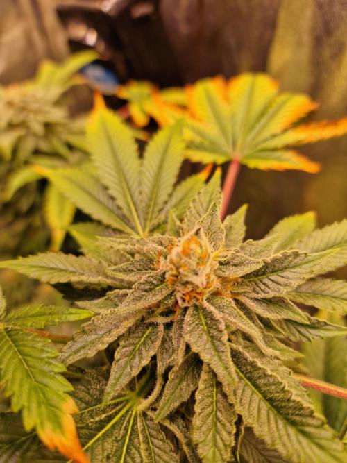 🍌PLÁTANITO🍌. Week 15