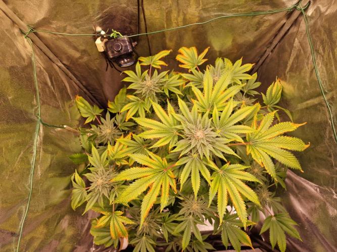 🍌PLÁTANITO🍌. Week 15