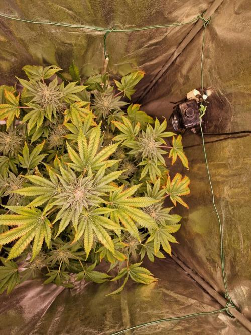 🍌PLÁTANITO🍌. Week 15