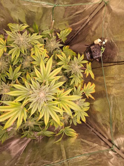 🍌PLÁTANITO🍌. Week 15