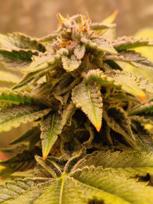 🍌PLÁTANITO🍌. Week 15