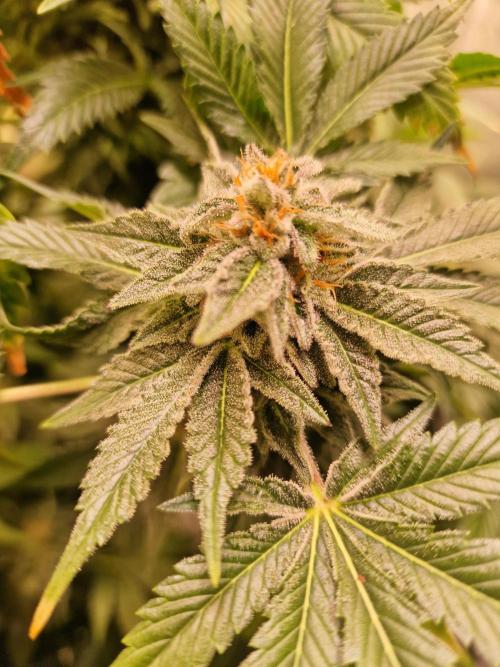 🍌PLÁTANITO🍌. Week 15