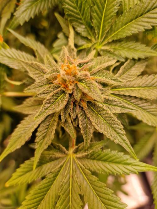 🍌PLÁTANITO🍌. Week 15