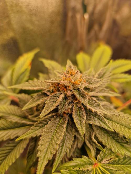 🍌PLÁTANITO🍌. Week 15