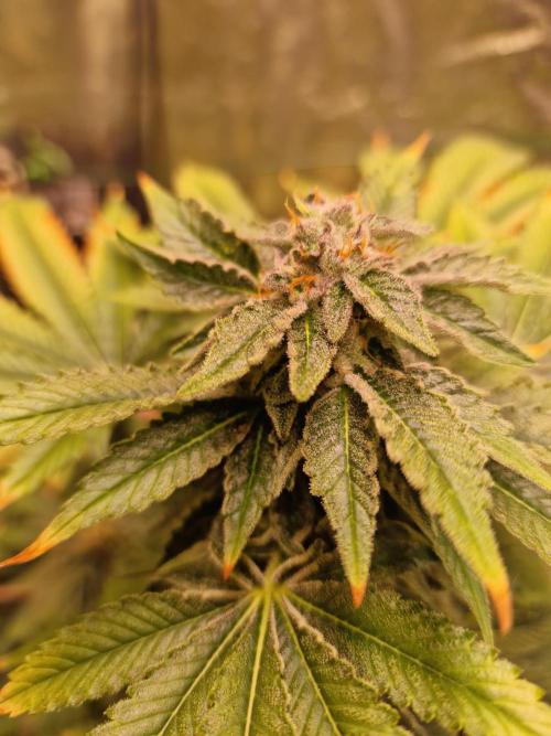 🍌PLÁTANITO🍌. Week 15