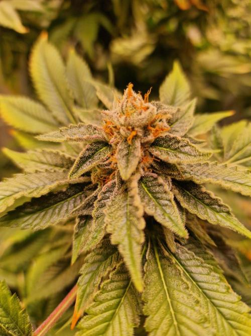 🍌PLÁTANITO🍌. Week 15