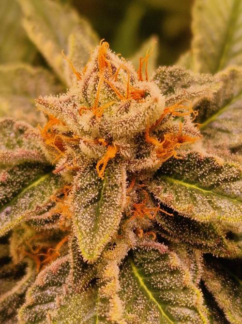 🍌PLÁTANITO🍌. Week 15