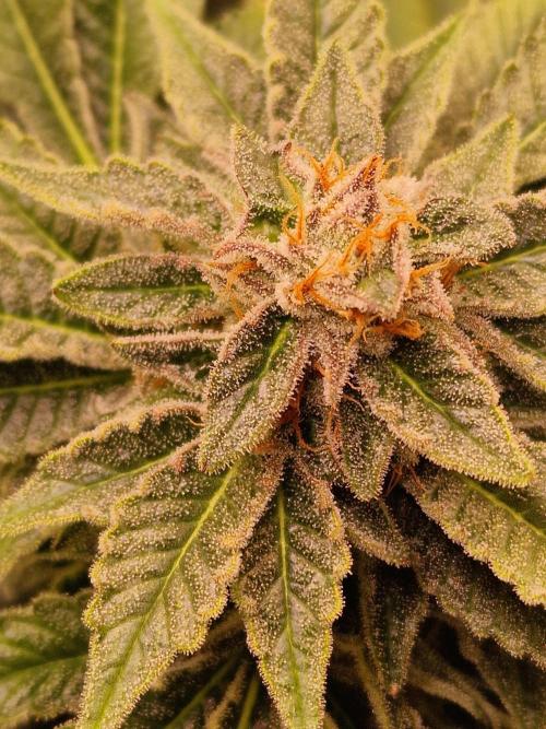 🍌PLÁTANITO🍌. Week 15