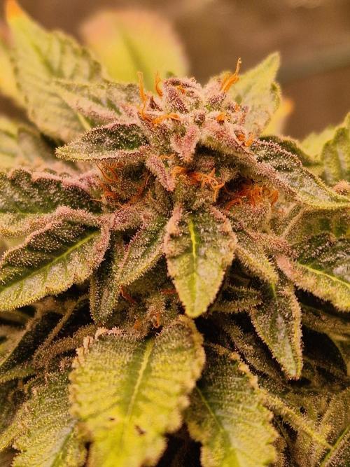 🍌PLÁTANITO🍌. Week 15