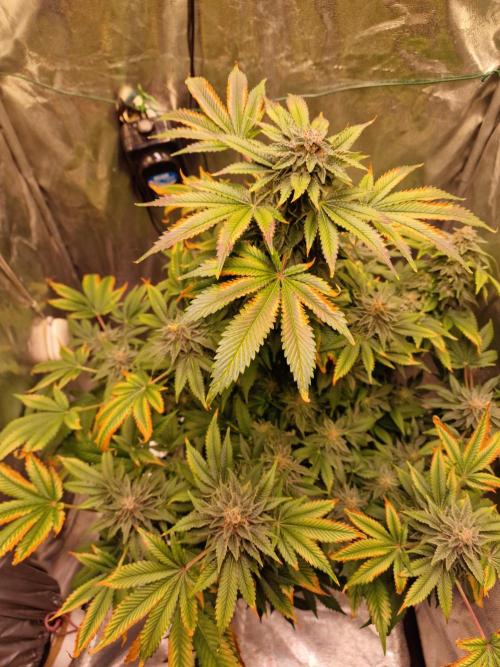 🍌PLÁTANITO🍌. Week 15