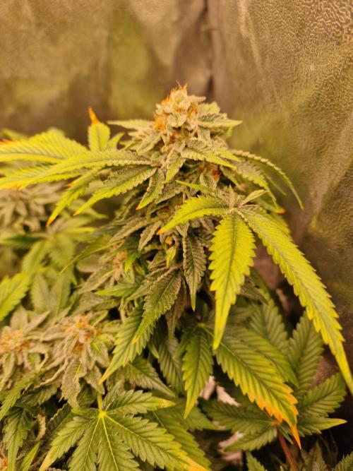 🍌PLÁTANITO🍌. Week 15