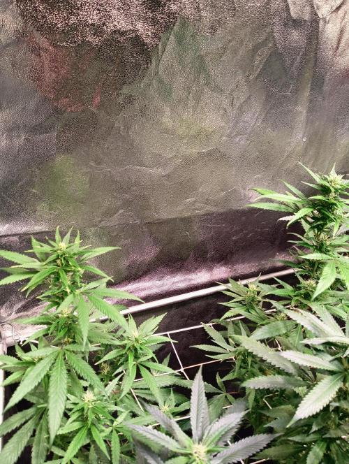 LAVA FREEZE SSSC. Week 7