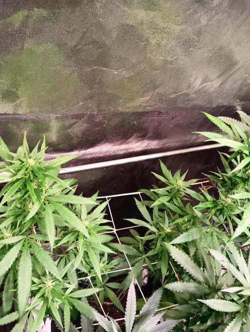 LAVA FREEZE SSSC. Week 7