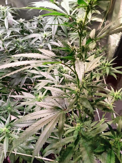 LAVA FREEZE SSSC. Week 7