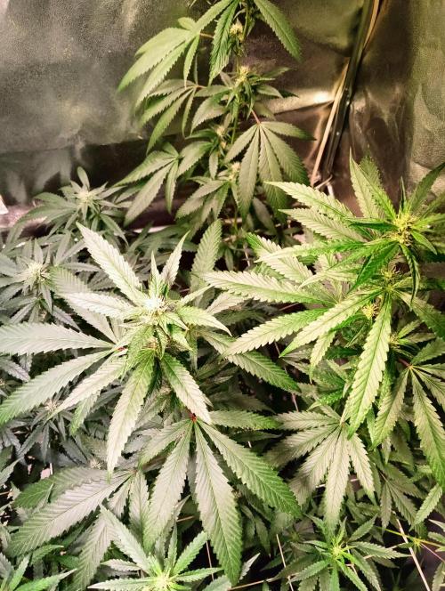 LAVA FREEZE SSSC. Week 7