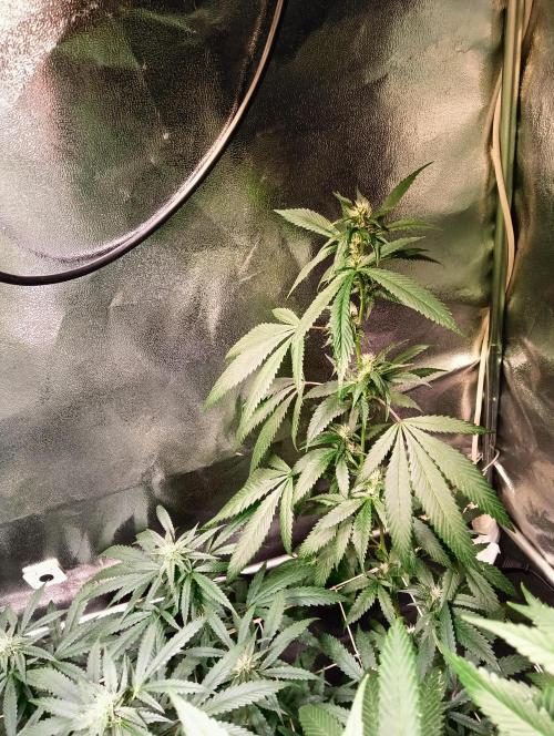 LAVA FREEZE SSSC. Week 7