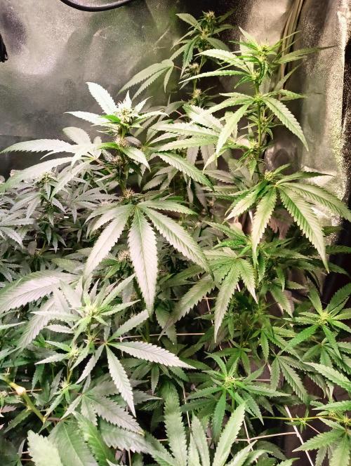 LAVA FREEZE SSSC. Week 7