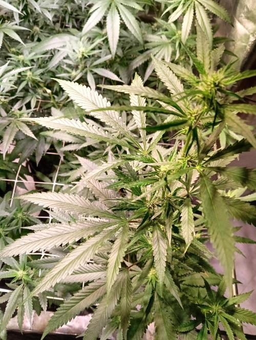 LAVA FREEZE SSSC. Week 7