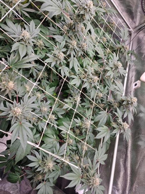 🔗AWARENESS🔗. Week 17