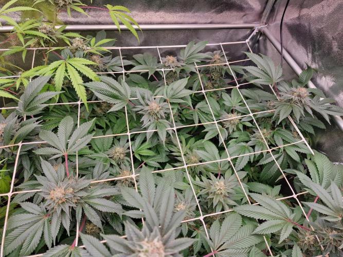 🔗AWARENESS🔗. Week 17