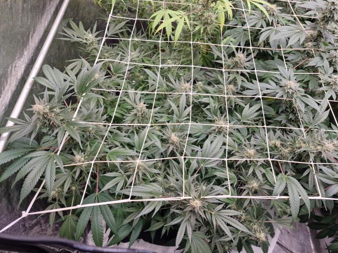 🔗AWARENESS🔗. Week 17