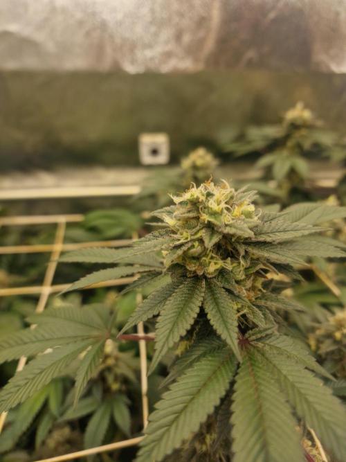 🔗AWARENESS🔗. Week 17