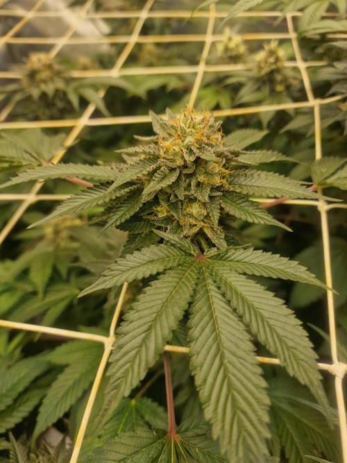 🔗AWARENESS🔗. Week 17