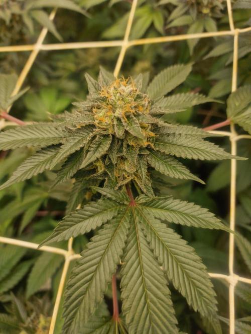 🔗AWARENESS🔗. Week 17