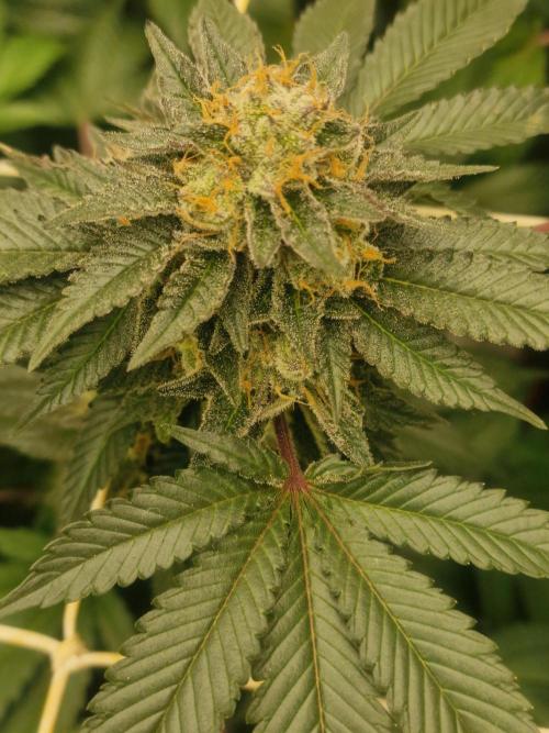 🔗AWARENESS🔗. Week 17