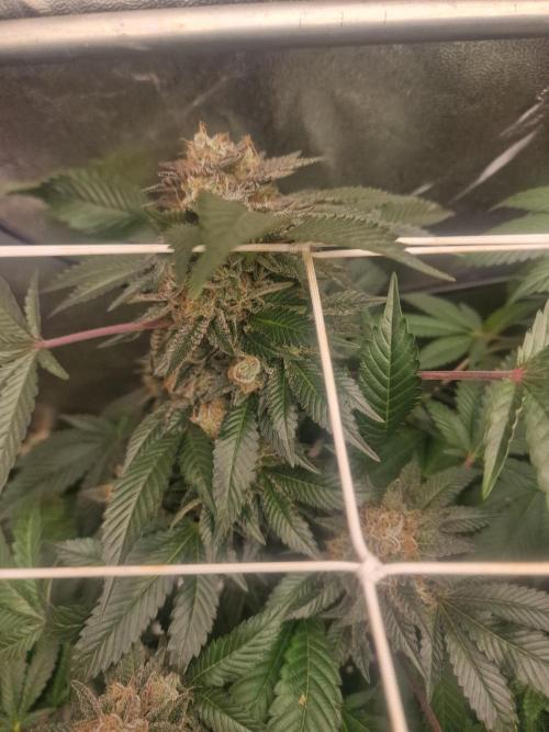 🔗AWARENESS🔗. Week 17